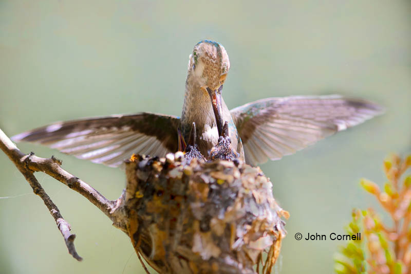 Broad-billed Hummingbird;Cynanthus latirostris;Female;Nest;chicks;feeding;home' nurture;nurturing;parent;parental;parenting;siblings